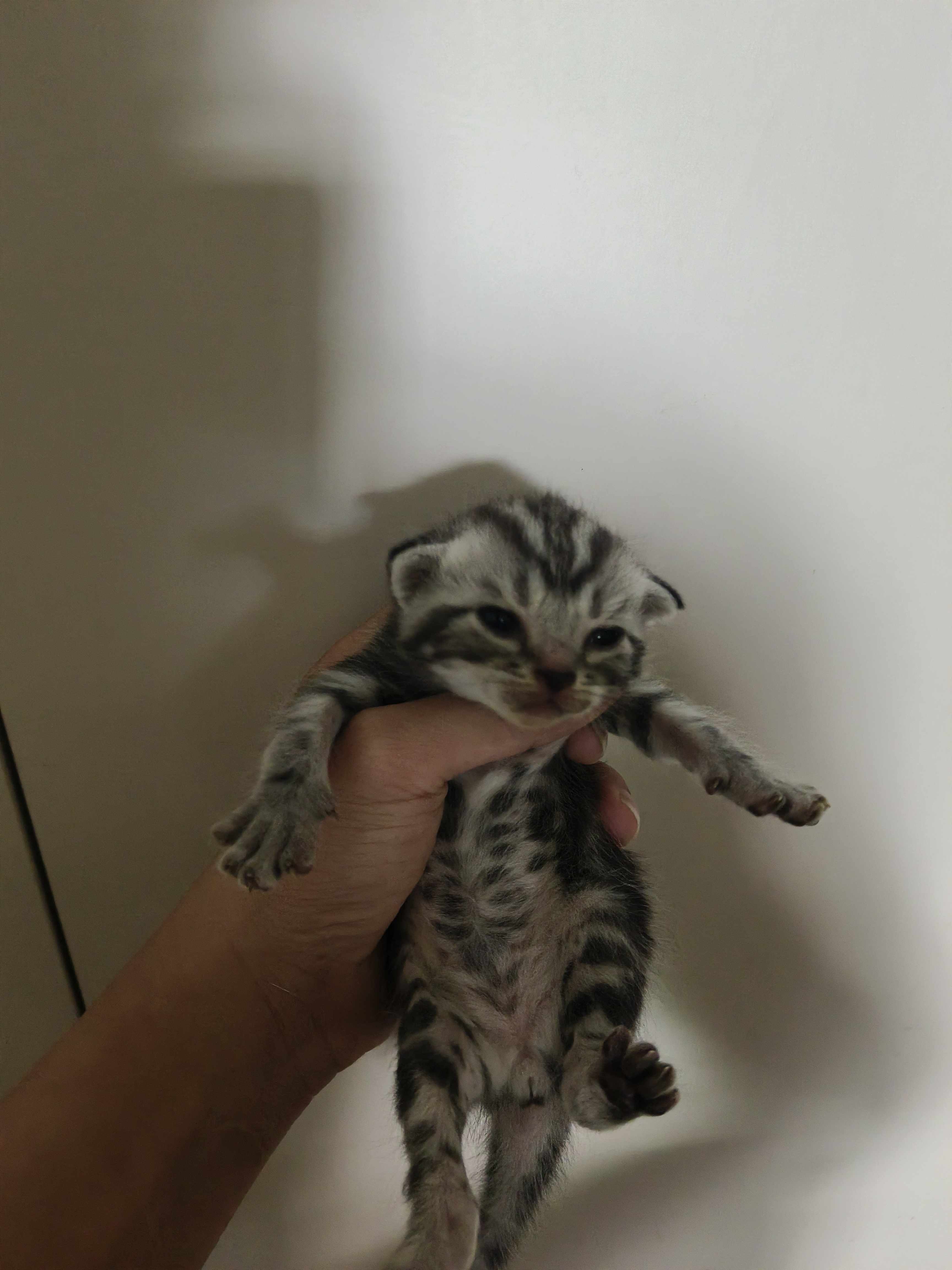 美短虎斑银虎斑